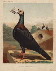 Pigeons: Black Carrier Cock