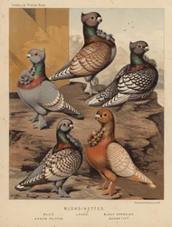 Pigeons: Blondinettes, Blue, Laced, Black Spangled, Arrow Pointed, Brown Tipped