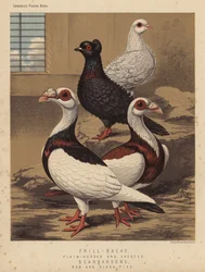 Pigeons: Frill-Backs, Plain-Headed and Crested; Scandaroons, Red and Black Pied