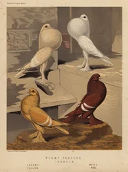 Pigeons: Pigmy Pouters; Isabels, Creamy, White, Yellow, Red