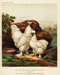 Silkie or Silky Cock and Hen