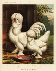 Sultan Fowls, Gallus Gallus Domesticus