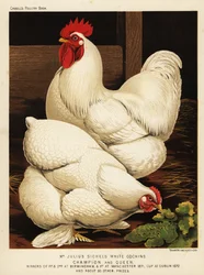 White cochin cock and hen