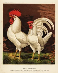 White Leghorns or Livorno Cock and Hen