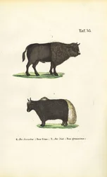 Aurochs and Yak