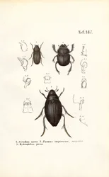 Beetles of the Scarabaeidae and Hydrophilidae Families with Anatomical Details