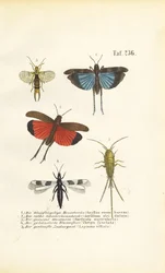 Blue-winged Grasshopper, Red-winged Grasshopper and Other Insects