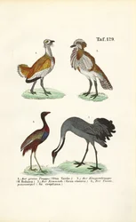 Bustards and Cranes