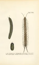 Centipedes, Millipedes and Pill Woodlice