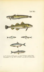 Commercial Fish from the Cod and Herring Families
