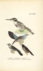 Common Cuckoo and Kingfisher