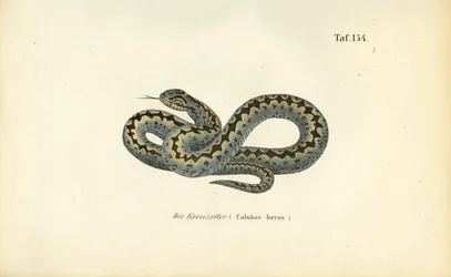 Common European Adder