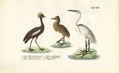 Cranes and Herons