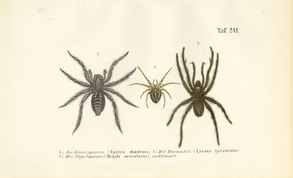 Dangerous Spider Species