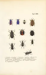 Diversity of European Beetle Species