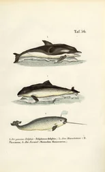 Dolphins and Narwhal