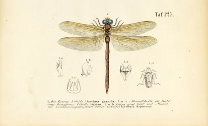 Dragonflies with Their Mouthparts and Larvae