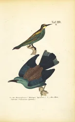 European Bee-eater and European Roller