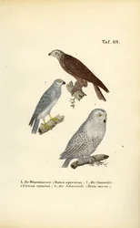 European Birds of Prey and Owls