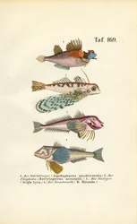 Exotic Fish with Special Body Forms