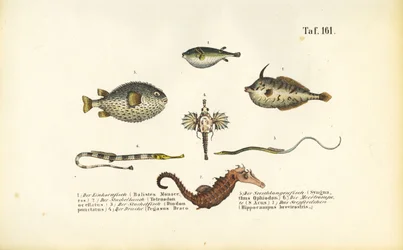 Exotic Marine Fish and the Seahorse