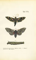 Exotic and Native Hawk Moths
