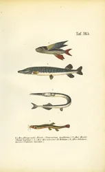 Flying Fish, Pike and Loach