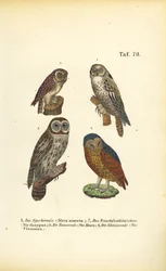 Four European Owl Species