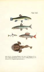 Freshwater and Marine Fish