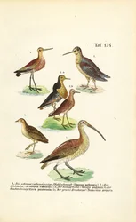 Godwits, Ruff and Curlews