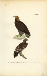 Golden Eagle and Lesser Spotted Eagle