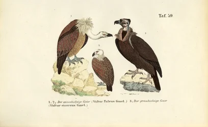 Griffon Vulture and Cinereous Vulture