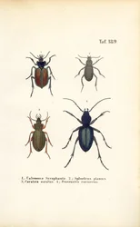 Ground beetles of the Carabidae and Platyninae families