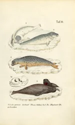Harbor Seal and Elephant Seal