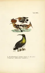 Hoopoe and Magnificent Riflebird