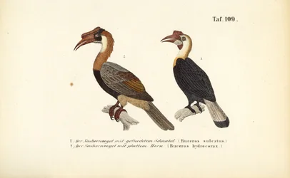 Hornbills from Southeast Asia