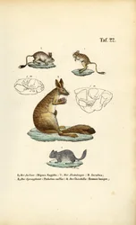 Jumping Rodents