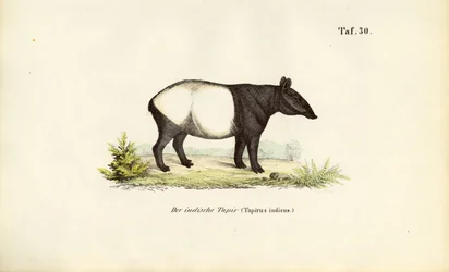 Malayan Tapir