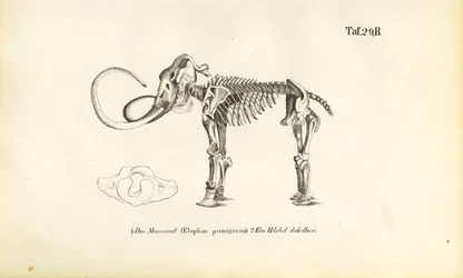 Mammoth Skeleton