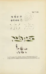 Microscopic Single-celled Organisms: Monads, Cercariae and Parasites