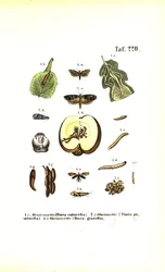 Moths as Pests and Their Developmental Stages
