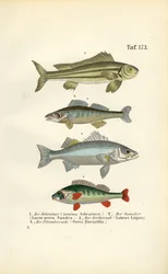 Native Freshwater Fish