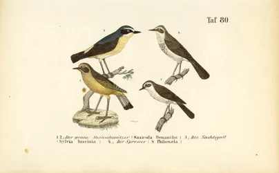 Northern Wheatear, Common Nightingale and Thrush Nightingale