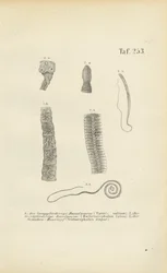 Parasitic Worms of Humans