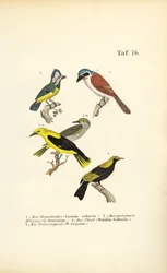 Red-backed Shrike, Masked Shrike, Golden Oriole and Regent Bird