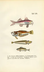 Red Mullet and Bottom-dwelling Fish of European Coastal Waters