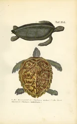 Sea Turtles: Green Sea Turtle and Hawksbill Sea Turtle