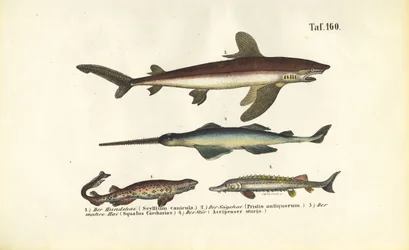Sharks and Sturgeon-like Fish