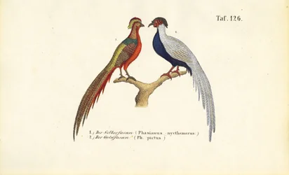 Silver Pheasant and Golden Pheasant