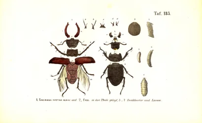 Stag Beetle with Anatomy and Developmental Stages